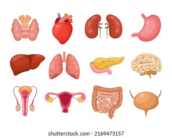 Human internal organs. Isolated anatomy organ of people. Cartoon medicine body elements. Thyroid lungs and heart, male female reproductive system, neoteric vector