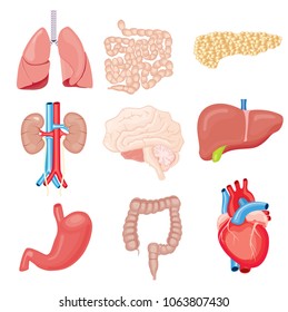 Interne menschliche Organe einzeln auf Weiß. Vektorgrafik. Set mit Herz-Darm-Intestinen Nieren Magenschmerzen Gehirn Leber Bauchspeicheldrüse.