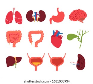 人間のリアルなカートーンの器官のセット 心臓 肝臓 脳 腎臓 胃 脾臓 膵臓 腸 体の解剖 内臓の生物学的構造ベクターイラスト のベクター画像素材 ロイヤリティフリー Shutterstock