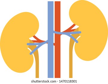 Human internal organs: kidneys and ureters. Vector image. Flat design