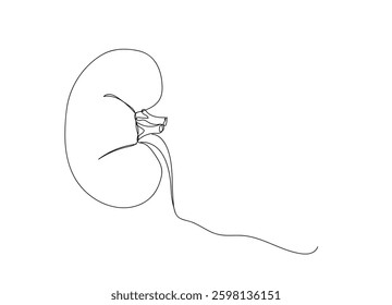  Human, internal, organs, kidneys, ureters, excretory system. Human kidneys one line continuous drawing. Human organ continuous one line illustration. Hand made vector not Al