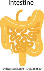 Human internal organs: large intestine and appendix, small intestine structure - Ileum,  Jejunum, Duodenum . Vector illustration. Flat design.