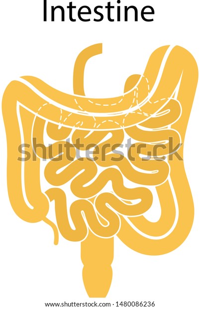 Human internal organs: large intestine and\
appendix, small intestine structure - Ileum,  Jejunum, Duodenum .\
Vector illustration. Flat\
design.