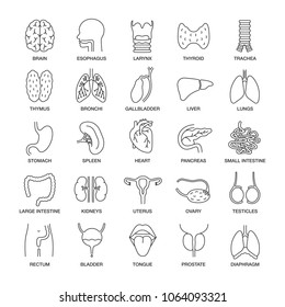 Human internal organs linear icons set. Respiratory, urinary, reproductive, digestive systems. Thin line contour symbols. Isolated vector outline illustrations. Editable stroke