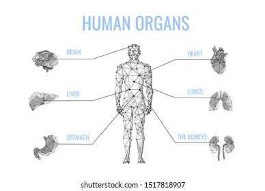 Human internal organs low poly banner template. Man body, brain, liver, stomach, heart, lungs, kidneys polygonal illustration. Anatomy scientific poster, tutorial, schoolbook design layout