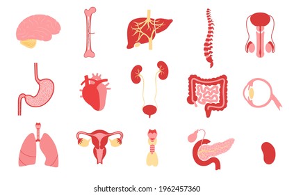 Human internal organs medical icons. Stomach, liver, bone, intestine, bladder, lung, testicle and uterus. Spine, eye, pancreas and brain. Organ donation, transplantation Isolated vector illustration
