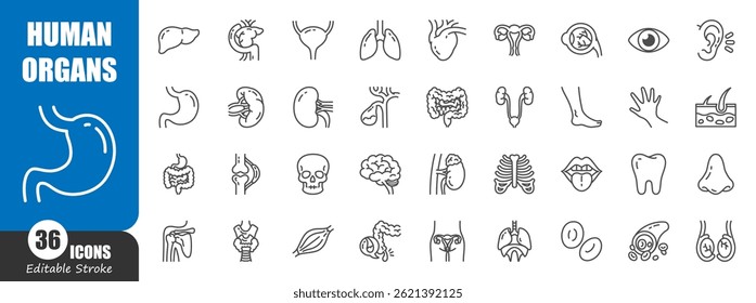 Human internal organs . Medical outline icon . Editable stroke . Vector .