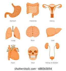 Human Internal Organs Objects Icons Set, Physiology, Structure, Medical Profession, Morphology, Healthy