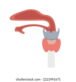 human internal organs on a white background