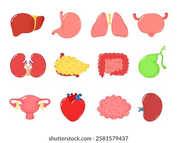 Human internal organs. Human organ heart, liver, stomach, lungs, kidneys, pancreas, intestines, bladder, uterus, brain, spleen, bone, gallbladder. Internal organs illustration set