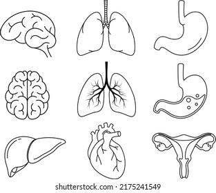 Human Internal Organs Outline Icons Set. Contains such Icons as Reproductive System, Brain, Heart, Lung, Liver and more. Vector illustration.