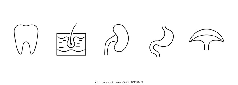 Human internal organs outline icons set tooth skin kidney stomach bladder vector illustration bundle pack design for medical infographic.