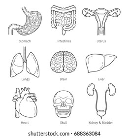 Human Internal Organs Outline Objects Icons Set, Physiology, Structure, Medical Profession, Morphology, Healthy