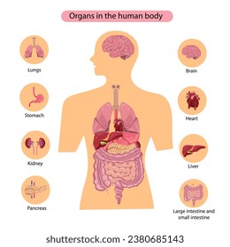 Innere menschliche Organe. Teile von menschlichen inneren Organen. Symbol für menschliche innere Organe