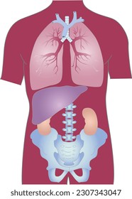 Human internal organs and pelvis