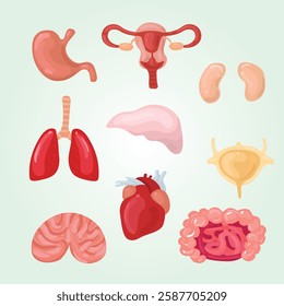 human internal organs set biological color