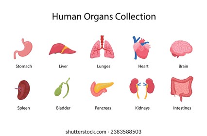 Human internal organs set. Brain, heart, lungs, stomach, intestines, kidneys, liver, spleen isolated on white background, vector flat illustration