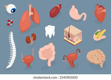 Menschliche innere Organe. Herz, Lunge, Leber, Nieren, Bauchspeicheldrüse, Darm, Blase, Gebärmutter, Wirbelsäule, Gehirn, Auge, Blut, Zahn und Haut im isometrischen Stil