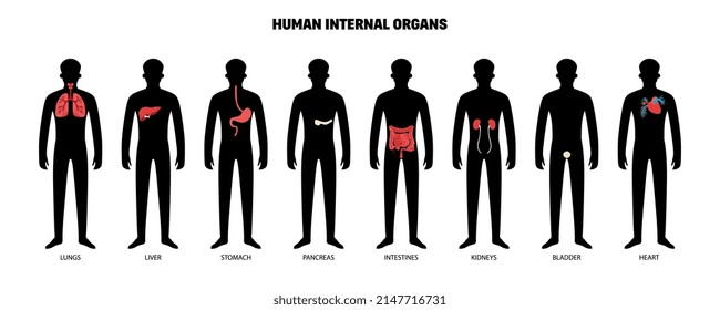 Interne menschliche Organe mit isolierten, dunklen Silhouetten des menschlichen Körpers mit farblich codierten Gliedmaßen, Vektorgrafik