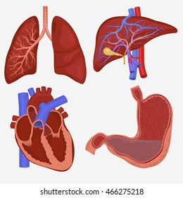 Human internal organs set. Lungs, Liver, Stomach and Heart anatomy. Vector illustration