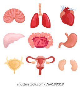Human internal organs set with lungs brain liver uterus intestine stomack heart kidney isolated vector illustration  
