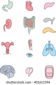 Human internal organs set. Medical info graphics. Flat design. Vector illustration