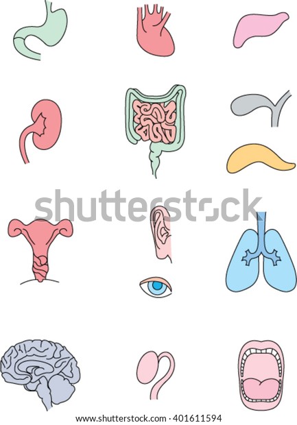 Human Internal Organs Set Medical Info Stock Vector Royalty Free 401611594 Shutterstock 5686