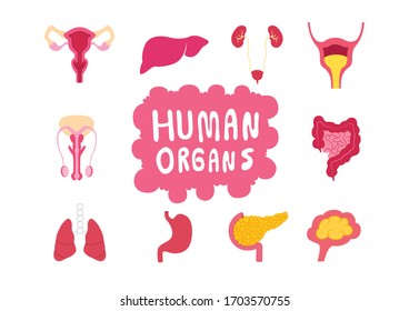 Human internal organs set on white background, Educational anatomy, Human organs illustration