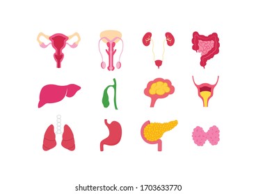 Human internal organs set on white background, Educational anatomy.