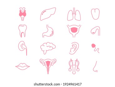 Human internal organs set on white background, thyroid, liver, lung, tongue, teeth, brain, ear, gallbladder, mouth, Sperm, male, female, nose, Educational anatomy. Vector illustration.