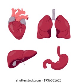 Human internal organs set on white background. Heart, lungs, liver and stomach anatomy icons collection. Vector illustration.