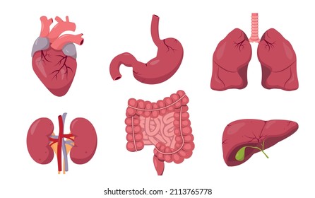 Menschliche innere Organe auf weißem Hintergrund. Sammlung von Symbolen für Herz, Lunge, Leber, Darm, Nieren und Magen-Anatomie. Vektorgrafik.