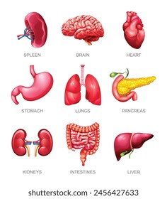 In: Human Internal Organs Set. Milz, Gehirn, Herz, Magen, Lunge, Pankreas, Nieren, Darm und Leber. Vektorillustration