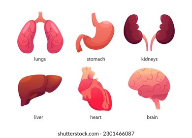Conjunto de Órganos Internos Humanos . Icono transparente. Pulmones. Estómago. Riñones. Hígado. Corazón. 
Cerebro. Ilustración vectorial en estilo de caricatura.