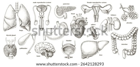 Human internal organs set vector