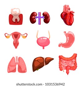 Human internal organs sett, tooth, heart, bladder, kidneys, lungs, liver, intestines, stomach, reproductive system vector Illustrations on a white background
