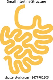 Human internal organs: small intestine structure. Vector illustration. Flat design.