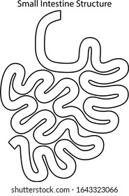Human internal organs: small intestine structure. Vector line art llustration. 