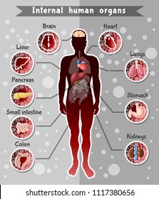 Human internal organs template with location of different anatomy parts in body vector illustration