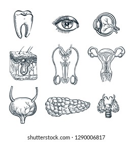 Human internal organs, tooth and eye. Vector sketch isolated illustration. Hand drawn doodle anatomy symbols set.