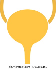 Human internal organs: ureters and bladder. Vector image. Flat design