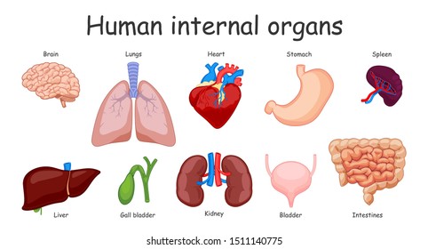 Human internal organs - vector illustration.