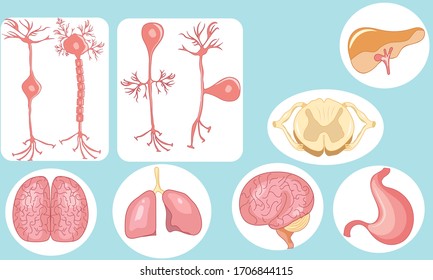 Human Internal Organs Vector Illustration Stock Vector Royalty Free Shutterstock