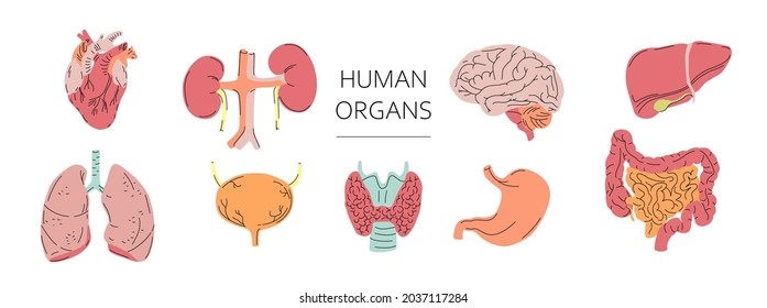 Human internal organs vector set. Flat realistic anatomical illustrations isolated on white background. Comic style. 