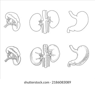 Human internal organs. Vector sketch isolated illustration. Hand drawn doodle anatomy symbols set. Kidney, stomach 