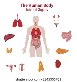 Órganos internos humanos. Dibujo vectorial de ilustración aislada. Símbolos de anatomía de doodle dibujados a mano.