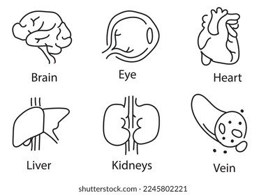 Human internal organs. Vector sketch isolated illustration. Hand drawn doodle anatomy symbols set.Reproductive system, lungs,liver,intestine,stomach,pancreas,kidney,uterus,intestine,galbladder