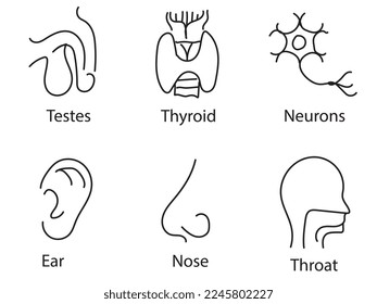 Human internal organs. Vector sketch isolated illustration. Hand drawn doodle anatomy symbols set.Reproductive system, lungs,liver,intestine,stomach,pancreas,kidney,uterus,intestine,galbladder