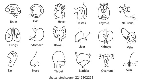 Human internal organs. Vector sketch isolated illustration. Hand drawn doodle anatomy symbols set.Reproductive system, lungs,liver,intestine,stomach,pancreas,kidney,uterus,intestine,galbladder