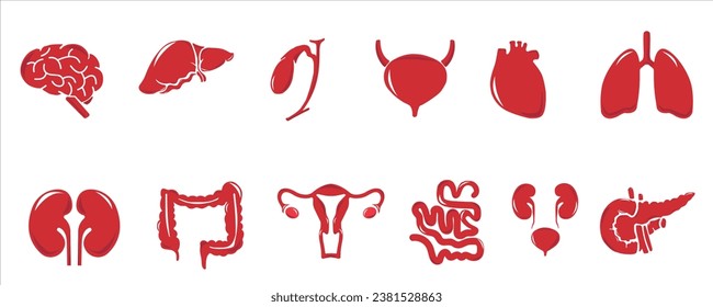 Human internal organs. Vector sketch isolated illustration. Hand drawn doodle anatomy symbols set.Reproductive system, lungs,liver,intestine,stomach,pancreas,kidney,uterus,intestine,galbladder	